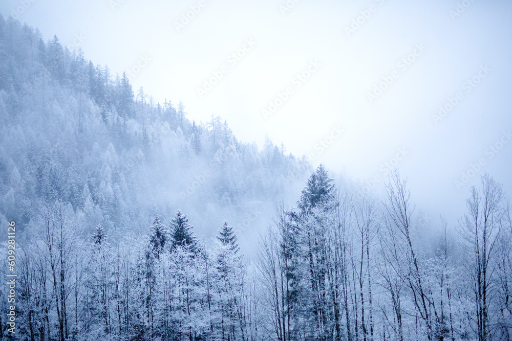 Fototapeta premium Misty, wintry morning in the forest