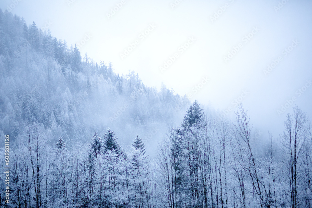 Misty, wintry morning in the forest Misty, wintry morning in the forest