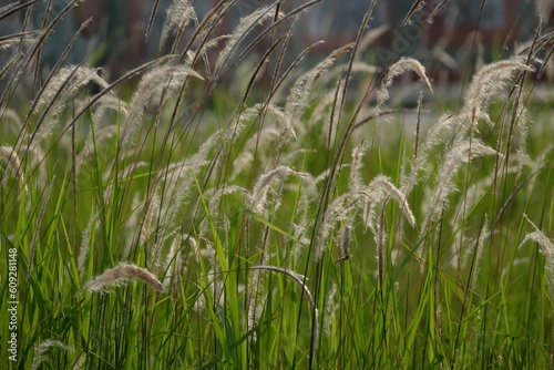 white flowers of the Imperata brasiliensis plant, nature background