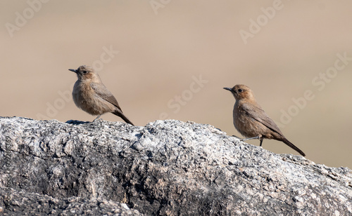 Rock chat birds on rocks
