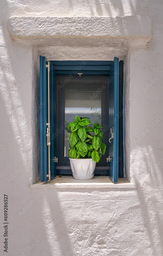 Flower pot with basil plant on window sill of whitewashed house in