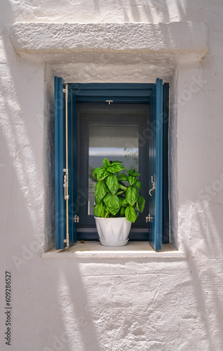 Obraz na płótnie Flower pot with basil plant on window sill of whitewashed house in w salonie