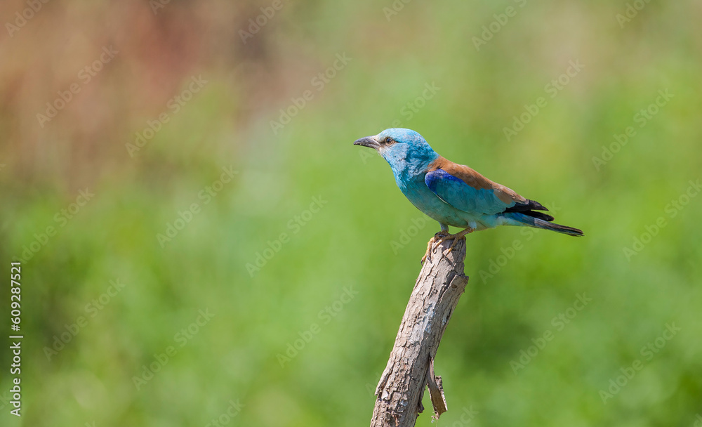 European Roller (Coracias garrulus) It lives in the southern parts of Europe in winter and in the northern part of the summer.