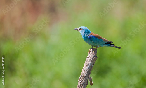 European Roller (Coracias garrulus) It lives in the southern parts of Europe in winter and in the northern part of the summer.