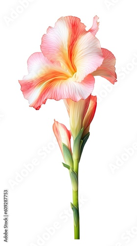 Gladiolus flower isolated on white background. Beautiful blooming plant. Generative AI