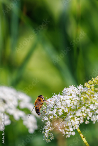 Common drone fly foraging on a wildflower