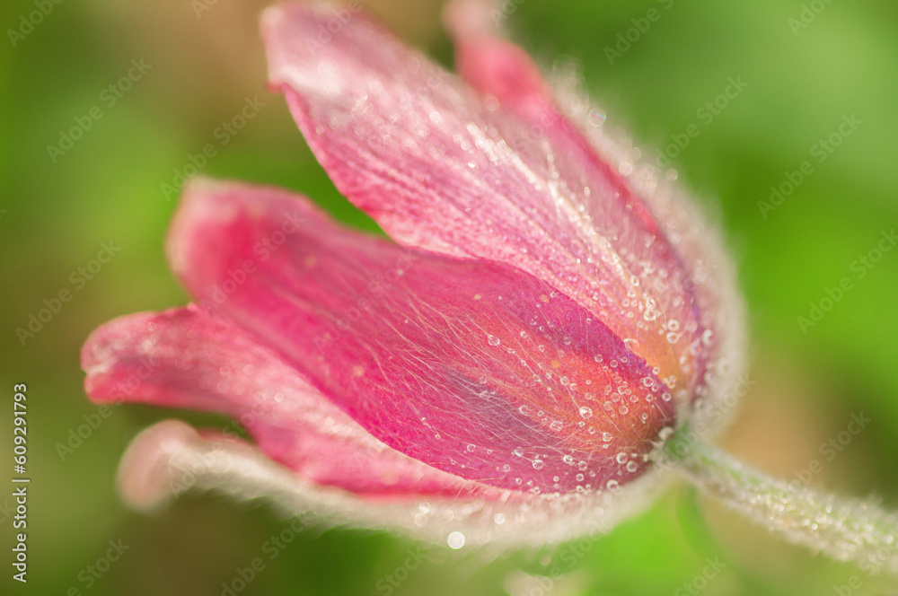 Flower Dream grass (Lumbago ordinary) with a drop in the morning Flower Dream grass (Lumbago ordinary) with a drop in the morning