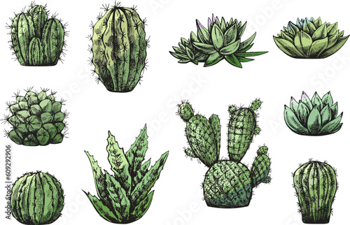Vector set of hand drawn sketch of green cacti  and succulent plants. Isolated elements for design. Vintage illustration.  Elements for the design of labels, packaging and postcards.