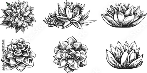 Vector set of hand drawn sketch of green  succulent plants. Isolated elements for design. Vintage illustration.  Elements for the design of labels, packaging and postcards.