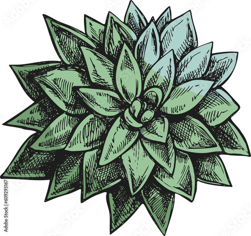 Hand drawn colored vector sketch of a succulent. White element isolated on chalkboard background. Vintage illustration. Element for the design of labels, packaging and postcards.