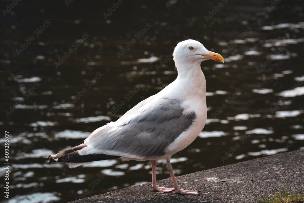 Portrait of a Wild Seagull - Amsterdam, Netherlands Portrait of a Wild Seagull - Amsterdam, Netherlands
