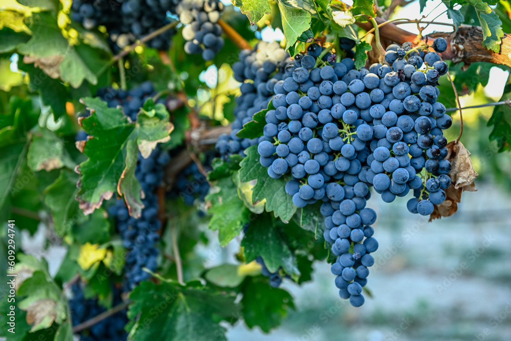 Bunch of purple grapes in a vineyard at harvest time.