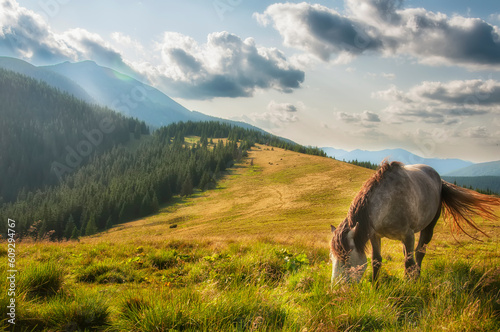 A horse grazing in a high meadow in the mountains. © Ann Stryzhekin
