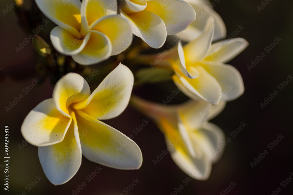Obraz premium amazing fragrant blossoms from a plumeria shrub in a resort