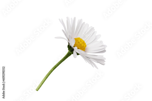 Fototapeta Naklejka Na Ścianę i Meble -  White Chamomile flower isolated on transparent background. Daisy flower, medical plant. Chamomile flower head as an element for your design.