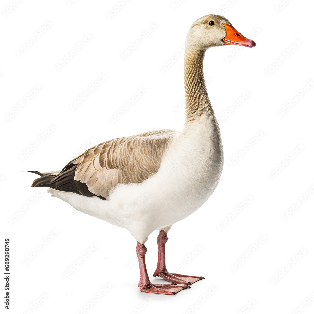 Goose on white background. Generative AI Goose on white background. Generative AI