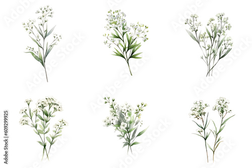 Watercolour Baby's Breath Gypsophila Set on clear isolated background, Clip art, Wedding invitation, Greeting Card, Seasonal, Beautiful Pattern photo