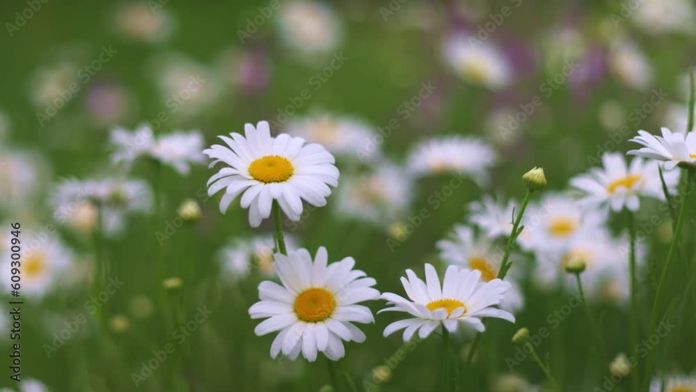 Background with white daisies. Slow motion video. Background with white daisies. Slow motion video.