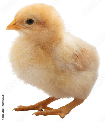 Young buff orpington chicken chick isolated as a png photo