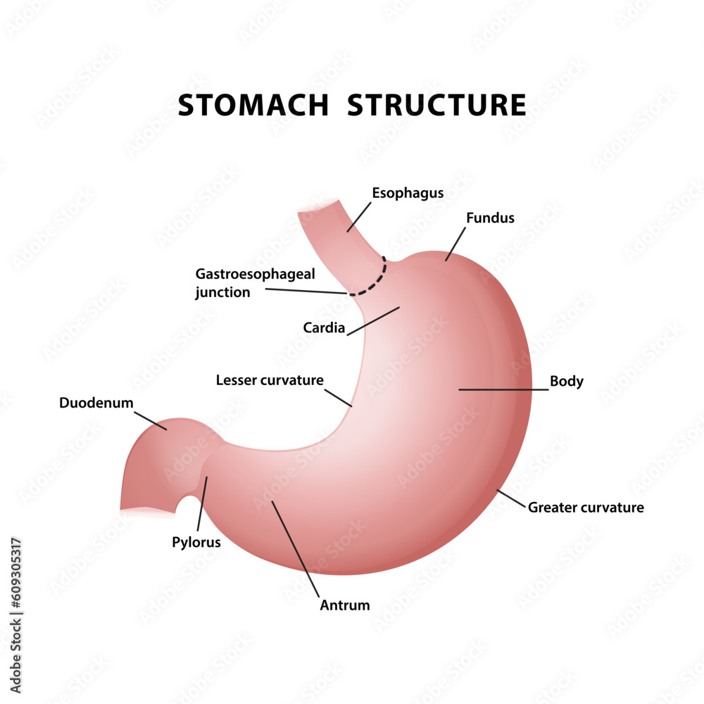 Simple stomach diagram. stomach structure. abdominal anatomy Stock ...