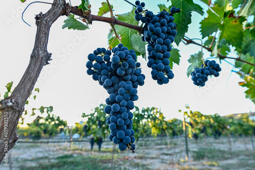 Bunch of purple grapes in a vineyard at harvest time.