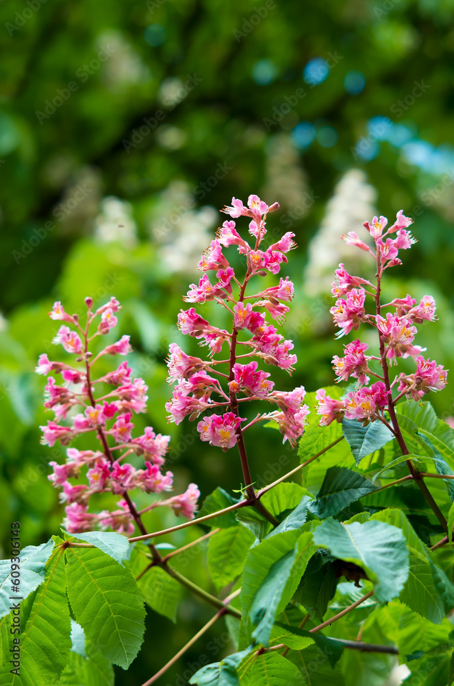 Pink chestnuts. Flowers of pink chestnuts.