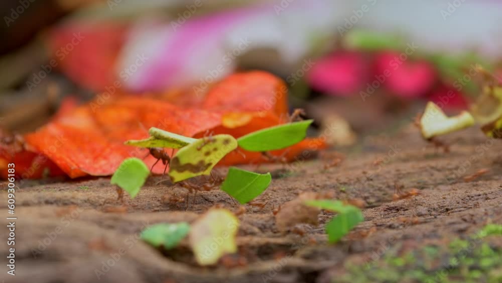 Trail of leaf cutter ants carrying leaves to their nest - stock video