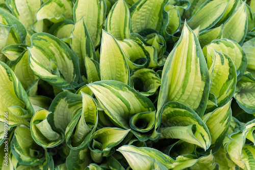 Bush of cultivated hosta with variegated leaves, close-up