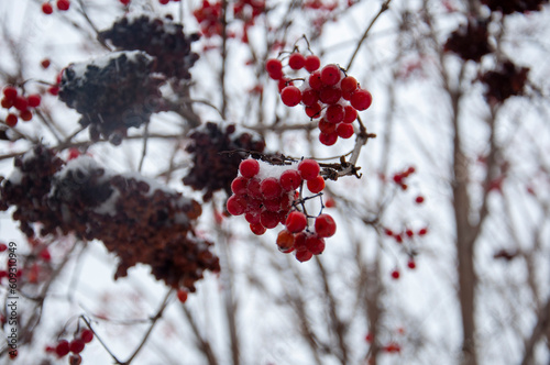 Viburnum in the cold under the snow. Red berries are covered with white snow in winter. Red viburnum.