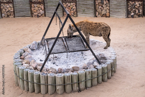Canvas Print hyena licking barbecue grate at safari lodge, Kruger park, South Africa