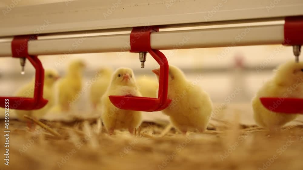 Little chicks drink water from a drinker