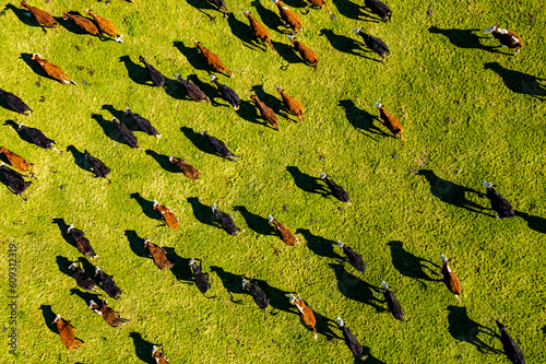 Aerial view of cattle on green pasture