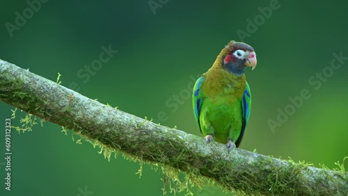 Brown-hooded Parrot (Pyrilia haematotis) perching in the rainforest, Costa Rica photo