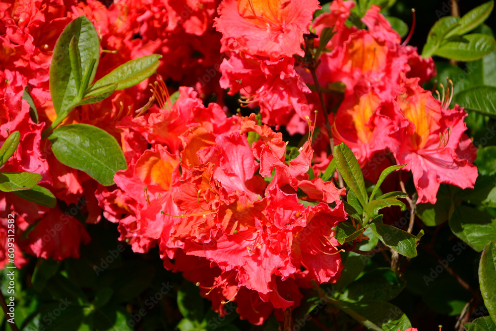 pomarańczowe, czerwone kwiaty azalii, kwitnący różanecznik, azalia, rododendron, Rhododendron, red azalea flowers, blooming rhododendron,	
 - obrazy, fototapety, plakaty 