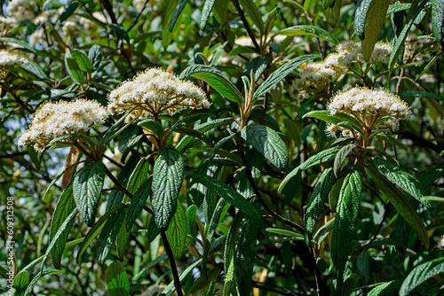 Obraz na płótnie kwiaty Kalina sztywnolistna, Viburnum rhytidophyllum, leatherleaf viburnum w salonie