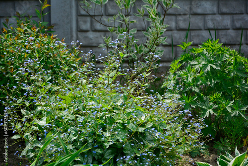 kwitnąca bruner i bodziszeka, Brunnera macrophylla, Siberian bugloss, great forget-me-not, largeleaf brunnera, heartleaf, Geranium  photo