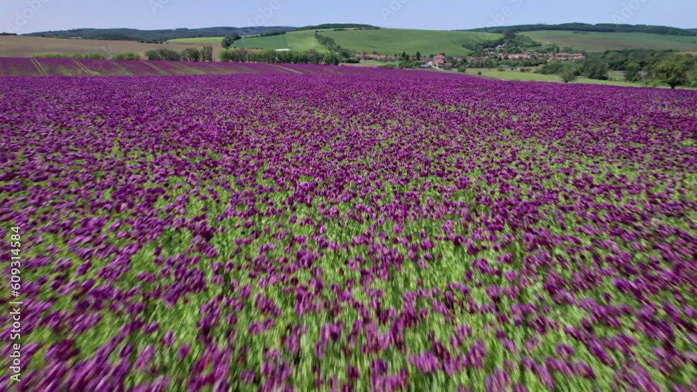 Flight over opium poppy field Flight over opium poppy field