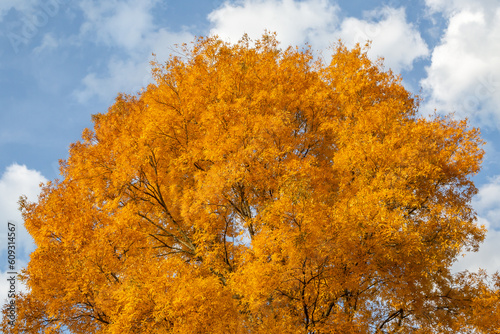 A pretty Carya Cordiformis tree in October photo