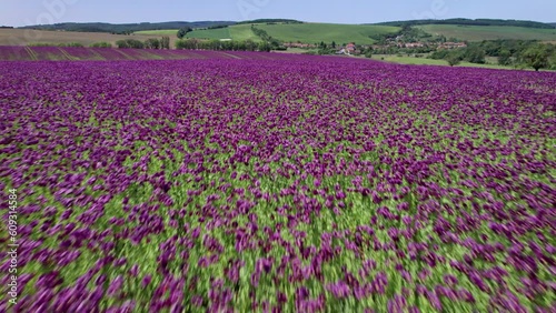 Flight over opium poppy field photo