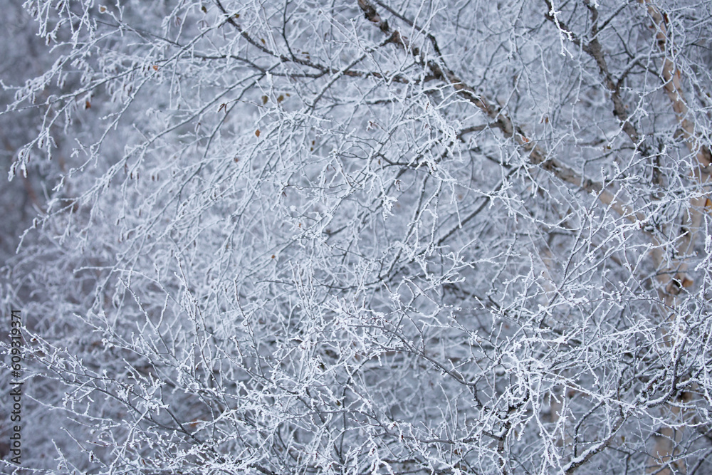 Snow covered trees on a foggy day. Beautiful winter nature background. Snow covered trees on a foggy day. Beautiful winter nature background.