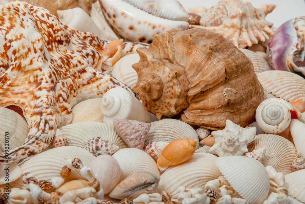 Conch Sea shells and starfish beautifully neatly laid out as a background or texture as a concept of a sea resort rest and vacation Conch Sea shells and starfish beautifully neatly laid out as a background or texture as a concept of a sea resort rest and vacation