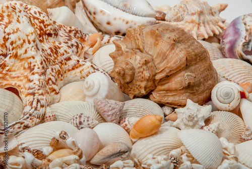 Conch Sea shells and starfish beautifully neatly laid out as a background or texture as a concept of a sea resort rest and vacation
