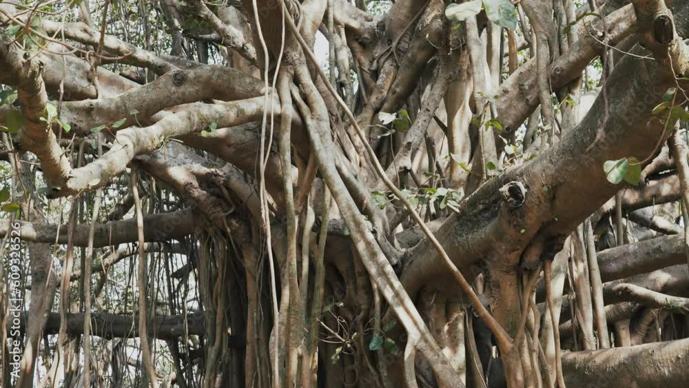 tree with thousands of trunks Ficus bengalensis during the summer tree with thousands of trunks Ficus bengalensis during the summer