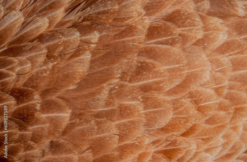 Colorful feathers of a parrot close-up as a bright beautiful background with a place for text for design.