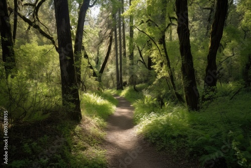 hiking trail meanders through forest, with canopy of trees overhead, created with generative ai