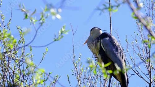 gray heront, Ardea cinerea, massive long-legged wading bird with long neck, curved beak sits on tree, migration birds of family Ciconiiformes, nest on coast of lakes, seas, animal habits in nature photo