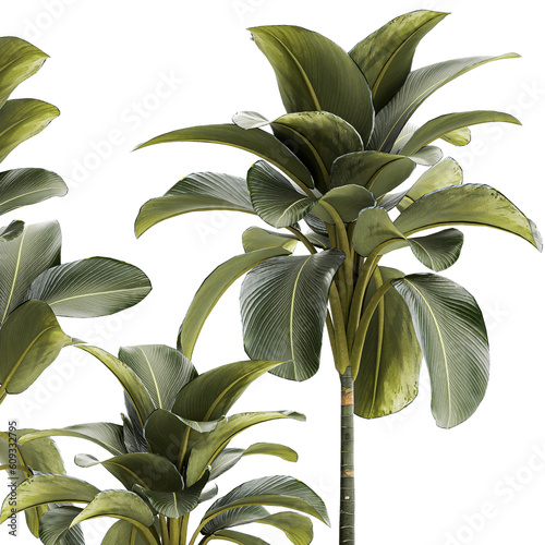 Beautiful Plant Bush Calathea Lutea Flowerpots