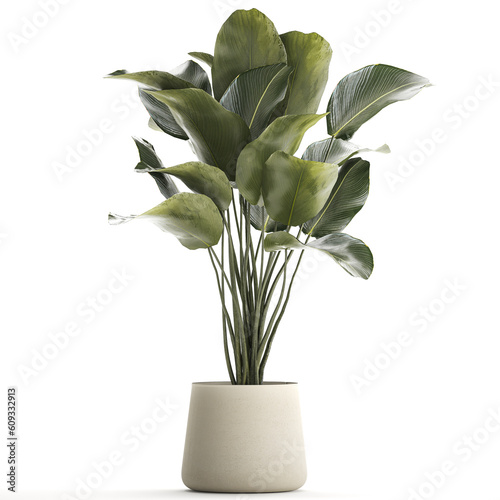 Beautiful Plant Bush Calathea Lutea Flowerpots