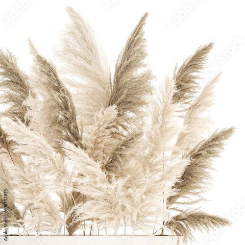  Beautiful bushes Cortaderia for decoration in pots