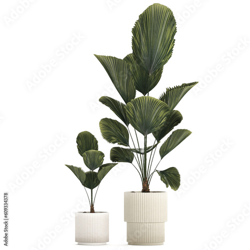  Beautiful licuala palm tree in flower pots for decoration photo